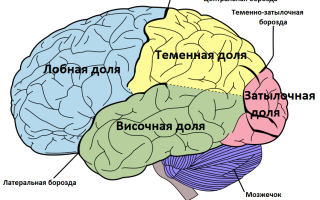 Как устроен мозг человека: отделы, строение, функции