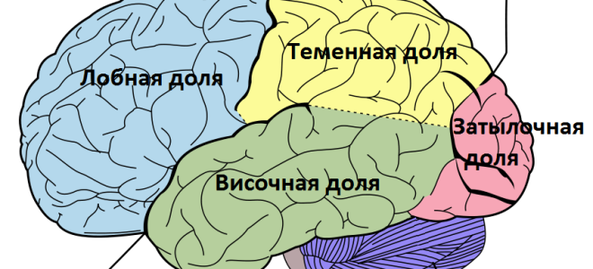 Как устроен мозг человека: отделы, строение, функции