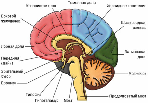 промежуточный мозг строение и функции