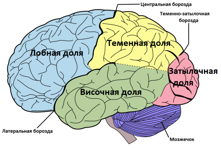 Строение головного мозга картинка